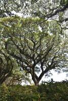 Samanea saman tree in the forest, a species of flowering tree in the pea family, Fabaceae, also known as saman, rain tree and monkeypod. photo