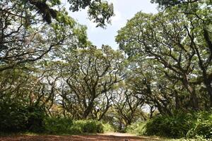 A cluster of old Samanea saman trees in the forest, a species of flowering tree in the pea family, Fabaceae, also known as saman, rain tree and monkeypod. photo