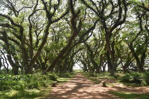 A pathway with old mossy Samanea saman trees, a species of flowering tree in the pea family, Fabaceae, also known as saman, rain tree and monkeypod. photo