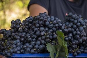 A bunch of organic black grapes, a non-climacteric type of fruit, generally occurring in clusters of 15 to 300 berries. photo