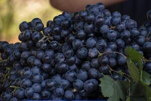 A pile of organic black grapes in the market, a non-climacteric type of fruit, generally occurring in clusters of 15 to 300 berries. photo