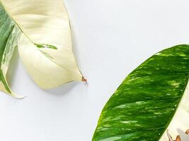 Epipremnum Pinnatum Variegate Leave on the white background photo
