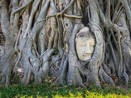 Ancient Buddha head in the roots tree at Mahathat temple, Ayutthaya, Thailand. photo