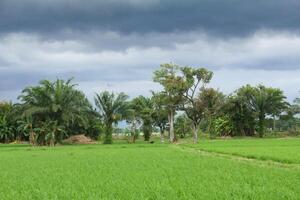 The sky is cloudy with black clouds on the rice fields which are still green, black clouds and it will rain photo