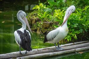 Pelecanus Conspicillatus or Australian pelican, a large water bird belonging to the pelecanidae, a large bird relaxing on the edge of a pond photo