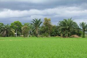 The sky is cloudy with black clouds on the rice fields which are still green, black clouds and it will rain photo