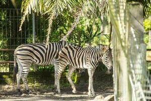 Equus Quagga or Zebra, a pair of zebras that live in an enclosure at the zoo photo