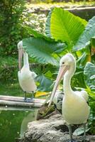 Pelecanus Conspicillatus or Australian pelican, a large water bird belonging to the pelecanidae, a large bird relaxing on the edge of a pond photo
