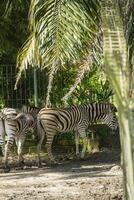 Equus Quagga or Zebra, a pair of zebras that live in an enclosure at the zoo photo