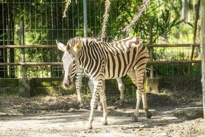 Equus Quagga or Zebra, a pair of zebras that live in an enclosure at the zoo photo