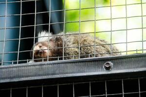 Callithrix Jacchus or common marmoset or marmoset monkey, a species of monkey that is small and lives in a cage in a zoo photo