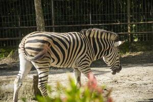Equus Quagga or Zebra, a pair of zebras that live in an enclosure at the zoo photo