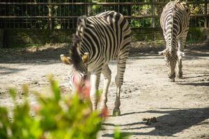 Equus Quagga or Zebra, a pair of zebras that live in an enclosure at the zoo photo