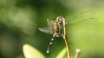 Orthetrum Sabina or rhinoceros dragonfly, the slender skimmer or green marsh hawk, is a species of dragonfly in the family Libellulidae photo