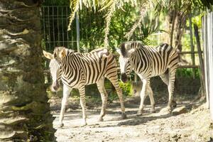 Equus Quagga or Zebra, a pair of zebras that live in an enclosure at the zoo photo