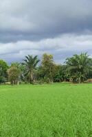 The sky is cloudy with black clouds on the rice fields which are still green, black clouds and it will rain photo