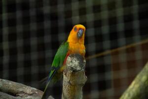 Aratinga Jandaya or parakeet jandaya or jenday conure, is a small Neotropical parrot with green wings and tail, reddish orange body photo