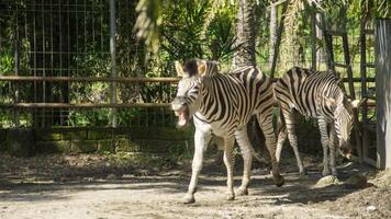 Equus Quagga or Zebra, a pair of zebras that live in an enclosure at the zoo photo