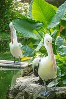 Pelecanus Conspicillatus or Australian pelican, a large water bird belonging to the pelecanidae, a large bird relaxing on the edge of a pond photo