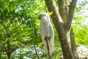 Portrait of an Australian sulphur-crested white cockatoo or Cacatua galerita relaxing on a branch in the zoo photo
