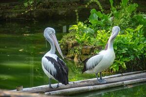 Pelecanus Conspicillatus or Australian pelican, a large water bird belonging to the pelecanidae, a large bird relaxing on the edge of a pond photo