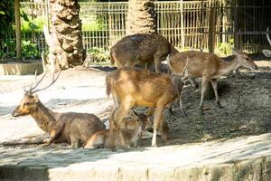 Timor deer or Cervus timorensis in a zoo in North Sumatra photo
