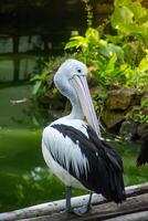 Pelecanus Conspicillatus or Australian pelican, a large water bird belonging to the pelecanidae, a large bird relaxing on the edge of a pond photo
