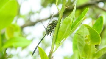 Orthetrum Sabina or rhinoceros dragonfly, the slender skimmer or green marsh hawk, is a species of dragonfly in the family Libellulidae photo