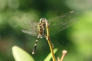 Orthetrum Sabina or rhinoceros dragonfly, the slender skimmer or green marsh hawk, is a species of dragonfly in the family Libellulidae photo
