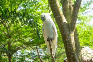 Portrait of an Australian sulphur-crested white cockatoo or Cacatua galerita relaxing on a branch in the zoo photo