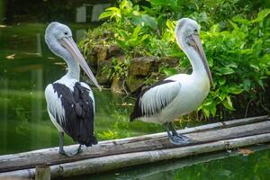 Pelecanus Conspicillatus or Australian pelican, a large water bird belonging to the pelecanidae, a large bird relaxing on the edge of a pond photo