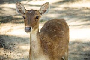 Timor deer or Cervus timorensis in a zoo in North Sumatra photo