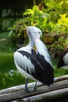 Pelecanus Conspicillatus or Australian pelican, a large water bird belonging to the pelecanidae, a large bird relaxing on the edge of a pond photo