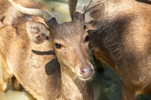 Timor deer or Cervus timorensis in a zoo in North Sumatra photo