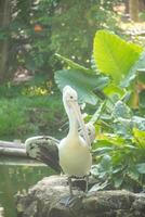 Pelecanus Conspicillatus or Australian pelican, a large water bird belonging to the pelecanidae, a large bird relaxing on the edge of a pond photo