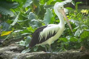 Pelecanus Conspicillatus or Australian pelican, a large water bird belonging to the pelecanidae, a large bird relaxing on the edge of a pond photo