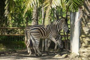 Equus Quagga or Zebra, a pair of zebras that live in an enclosure at the zoo photo