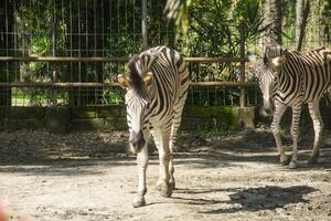 Equus Quagga or Zebra, a pair of zebras that live in an enclosure at the zoo photo