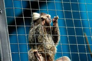 Callithrix Jacchus or common marmoset or marmoset monkey, a species of monkey that is small and lives in a cage in a zoo photo