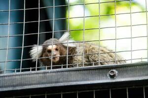 Callithrix Jacchus or common marmoset or marmoset monkey, a species of monkey that is small and lives in a cage in a zoo photo