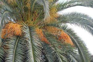 Golden Date Palm Fruits Are Hanging Down in Abundance, Creating a Stunning Visual Appeal photo