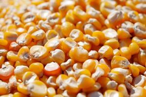 A CloseUp View of Beautifully Dried Yellow Corn Kernels on Display photo