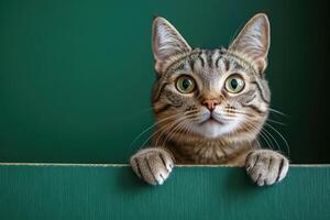 Curious cat peeking over green surface with paws holding on photo