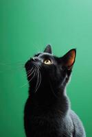 Black cat looking up on green screen background photo
