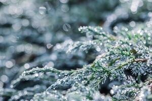 Texture, background of blue branches of coniferous evergreen juniper with rain drops. Bokeh with light reflection photo