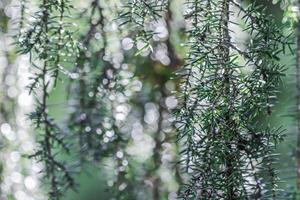Blue green nature background of coniferous branches after rain. Juniper Horstmann Pendula. Bokeh with light reflection photo