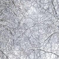 Fairytale fluffy snow-covered trees branches, nature scenery with white snow and cold weather. Snowfall in winter park photo