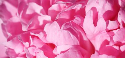 Soft focus, abstract floral background, pink peony flower petals. Macro flowers backdrop for holiday brand design photo