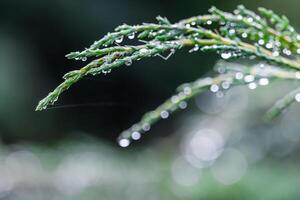 Texture, background of blue branches of coniferous evergreen juniper with rain drops. Bokeh with light reflection photo