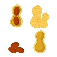 Tasty Peanut Set Isolated on White Background. Nut Seeds. vector